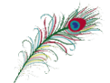 Peacock Art